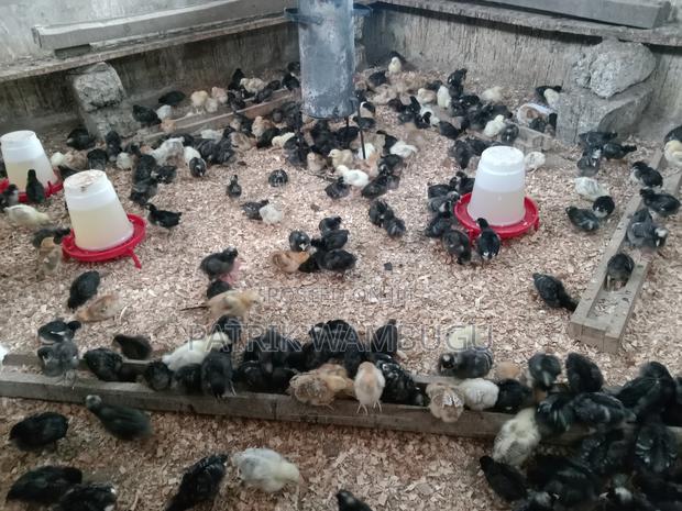 Improved Kienyeji Chicks - main view