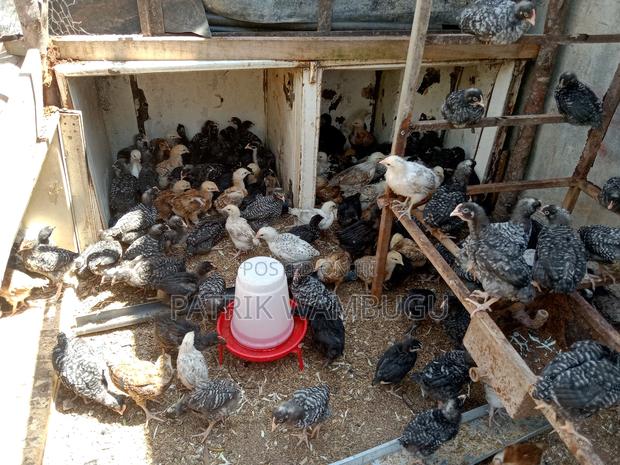 Improved Kienyeji Chicks - thumbnail 2