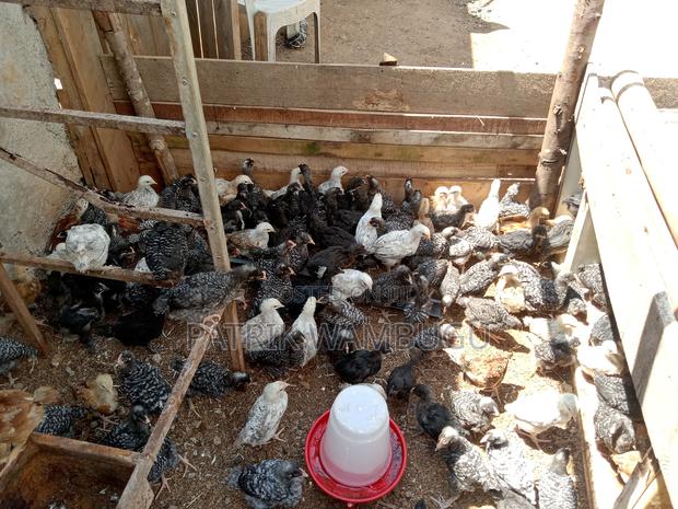 Improved Kienyeji Chicks - thumbnail 3