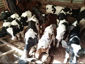Ayshire Fresian Female 1 Month Calves.