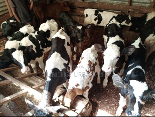 Ayshire Fresian Female 1 Month Calves.