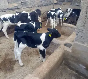 Ayshire Fresian Female 1 Month Calves.