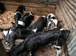 Ayshire Fresian Female 1 Month Calves.
