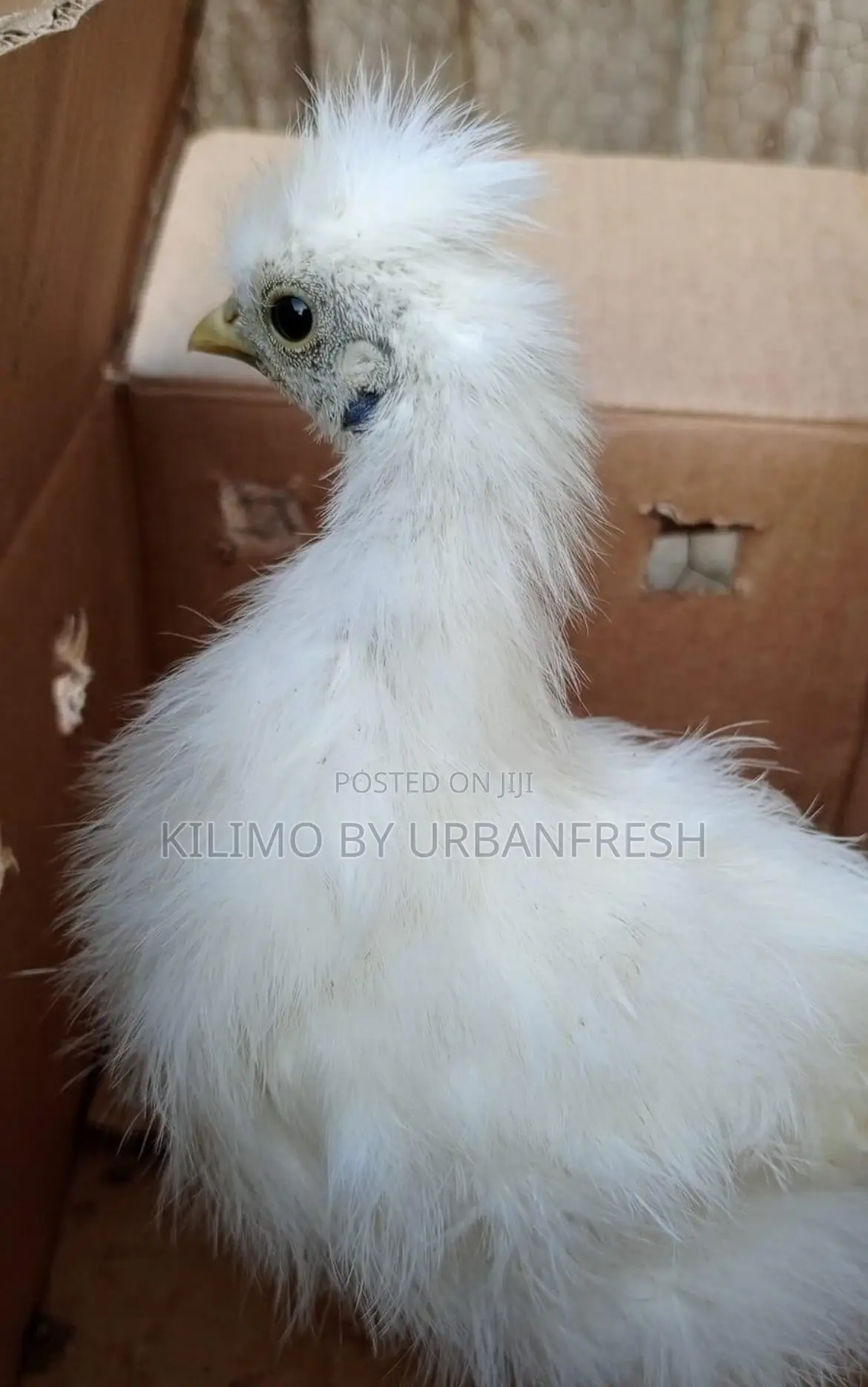 Silkie Bantam Chicks Chicken.