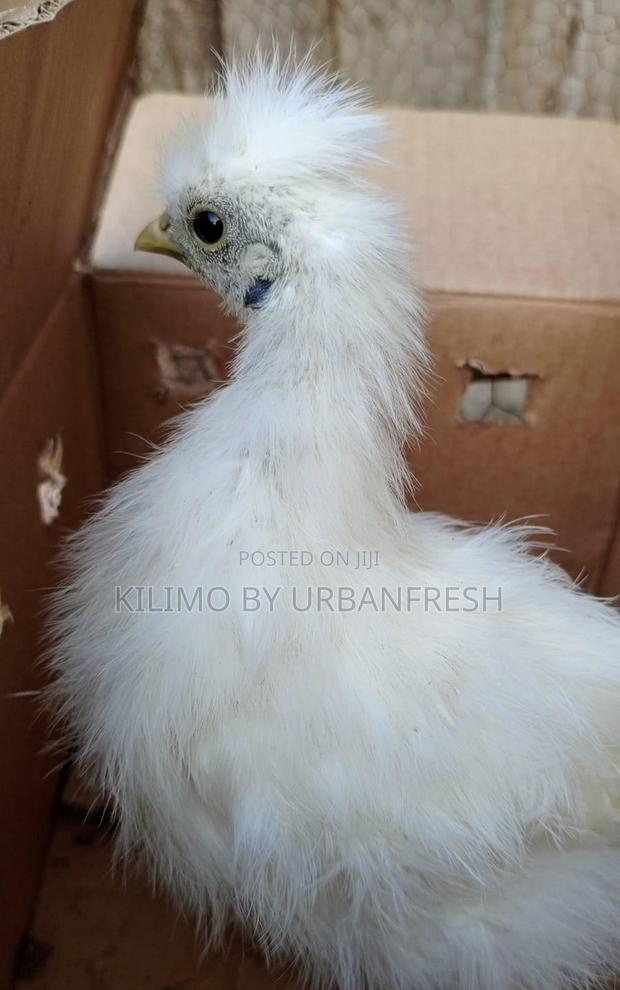 Silkie Bantam Chicks Chicken. - main view