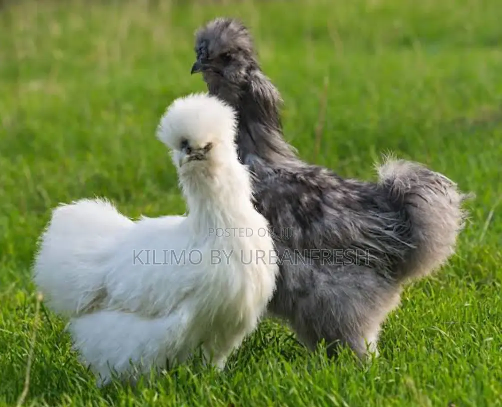 Silkie Bantam Chicks Chicken.