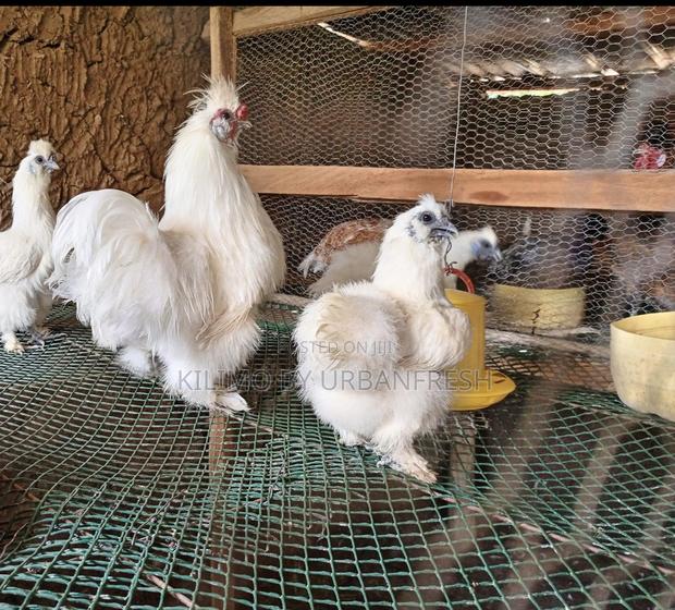 Booted Bantam - main view