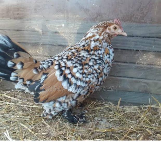 Booted Bantam - thumbnail 3