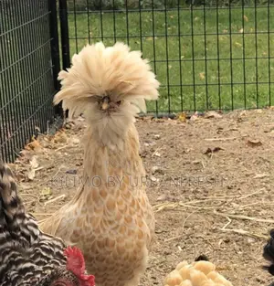 Polish Bantam Chicken