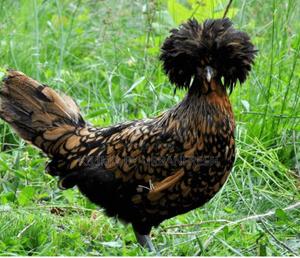Polish Bantam Chicken - thumbnail 2