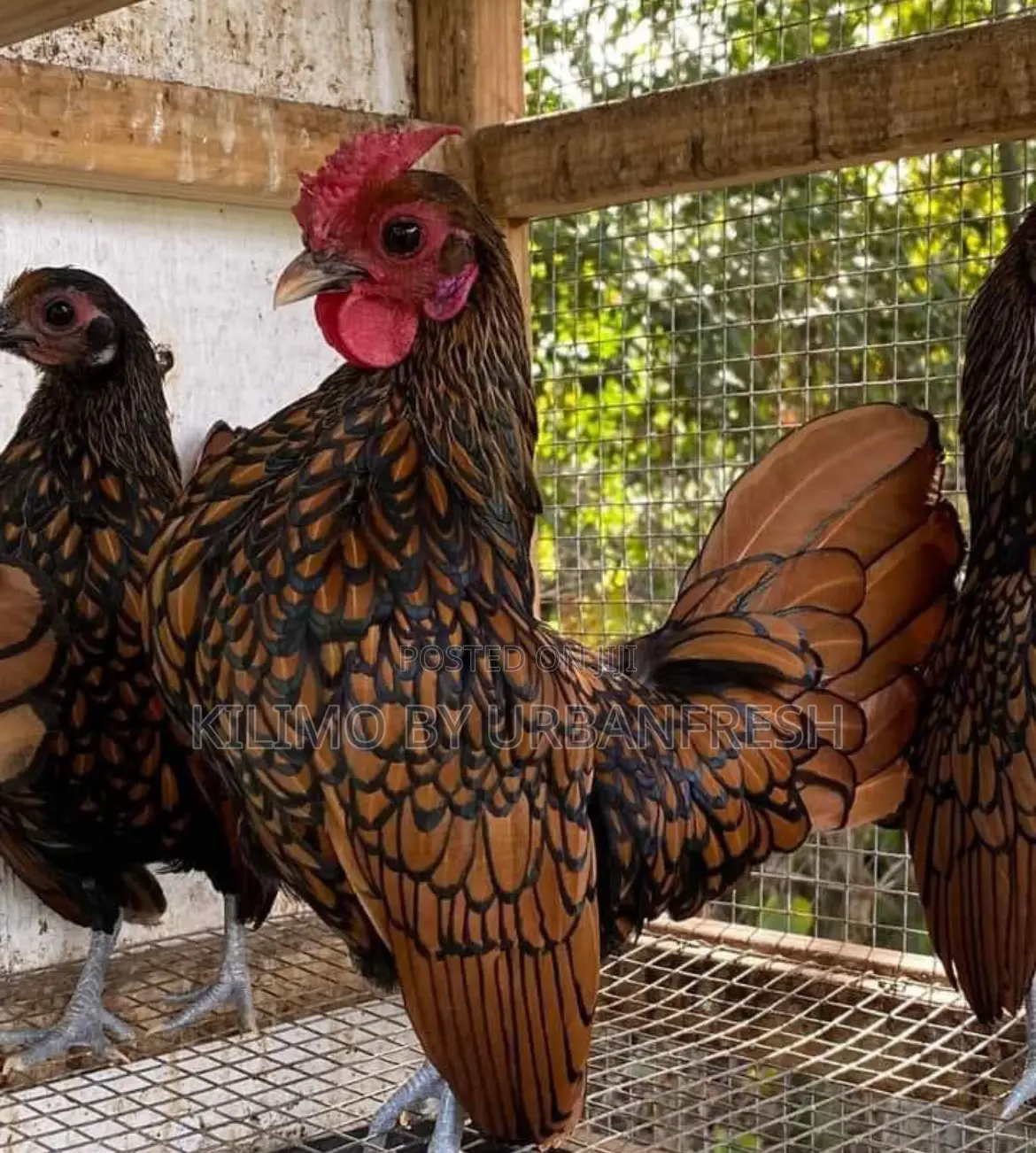 Sebright Bantam Chicken