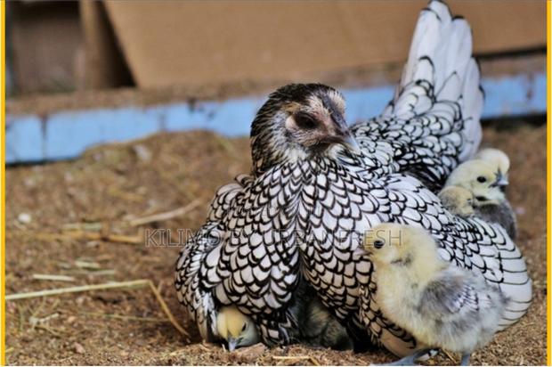 Sebright Bantam Chicken - thumbnail 3