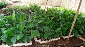 Tissue Culture Banana Seedlings Plantin,Cooking Ripening.