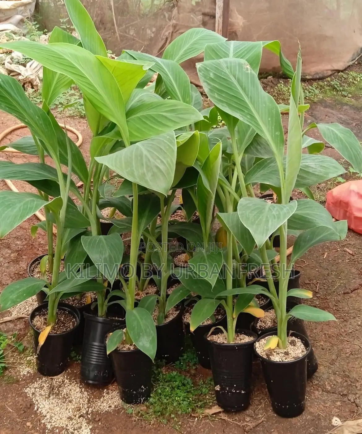 Tissue Culture Banana Seedlings Plantin,Cooking Ripening.
