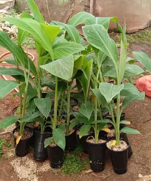 Tissue Culture Banana Seedlings Plantin,Cooking Ripening.