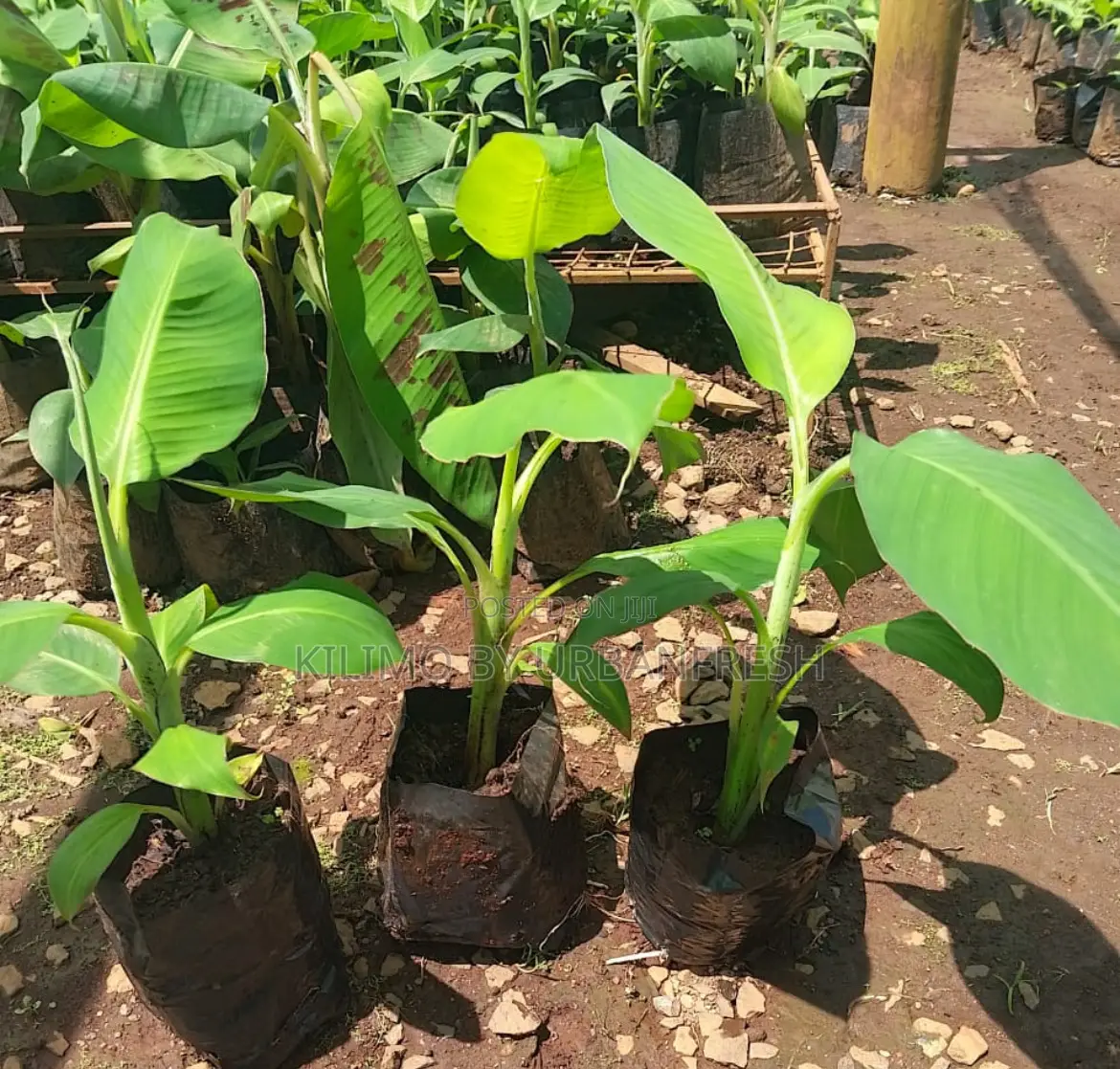 Tissue Culture Banana Seedlings Plantin,Cooking Ripening.