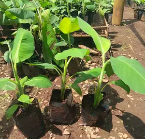 Tissue Culture Banana Seedlings Plantin,Cooking Ripening.