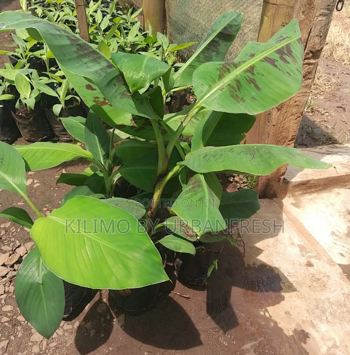 Tissue Culture Banana Seedlings Plantin,Cooking Ripening.