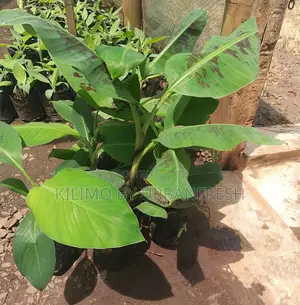 Tissue Culture Banana Seedlings Plantin,Cooking Ripening.