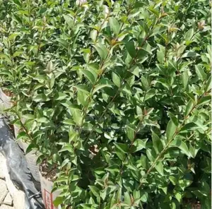 Japonica Seedlings Ideal for Fencing Moq 5
