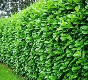 Japonica Seedlings Ideal for Fencing Moq 5