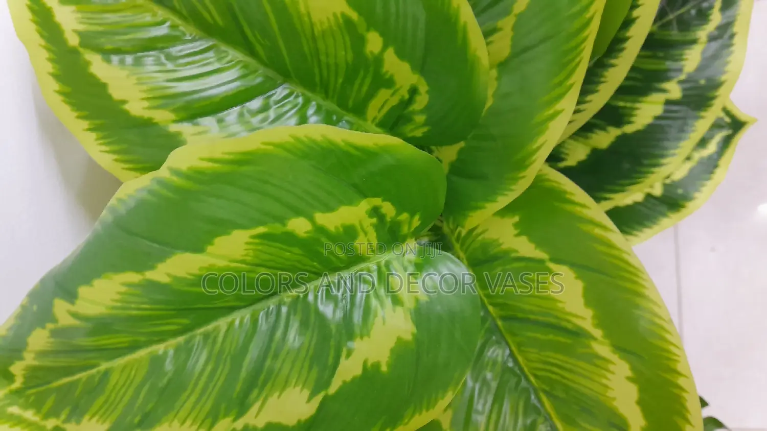 Yellow Green Plants Available