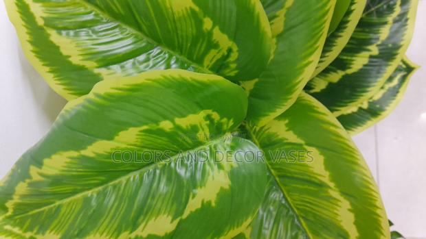 Yellow Green Plants Available