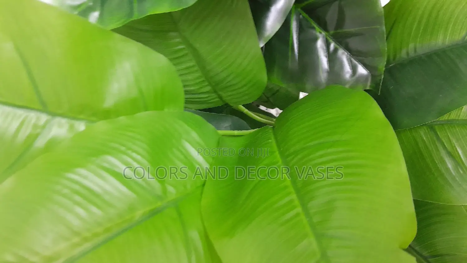 Banana Plant KSH 1000