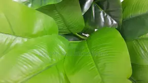 Banana Plant KSH 1000