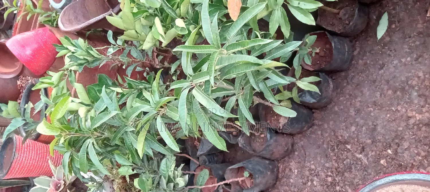 Seeds Grafted Fruit Seedlings All Varieties Along Ngong Road