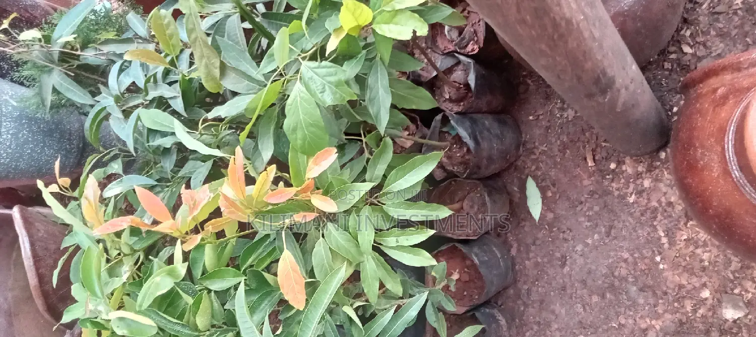 Seeds Grafted Fruit Seedlings All Varieties Along Ngong Road