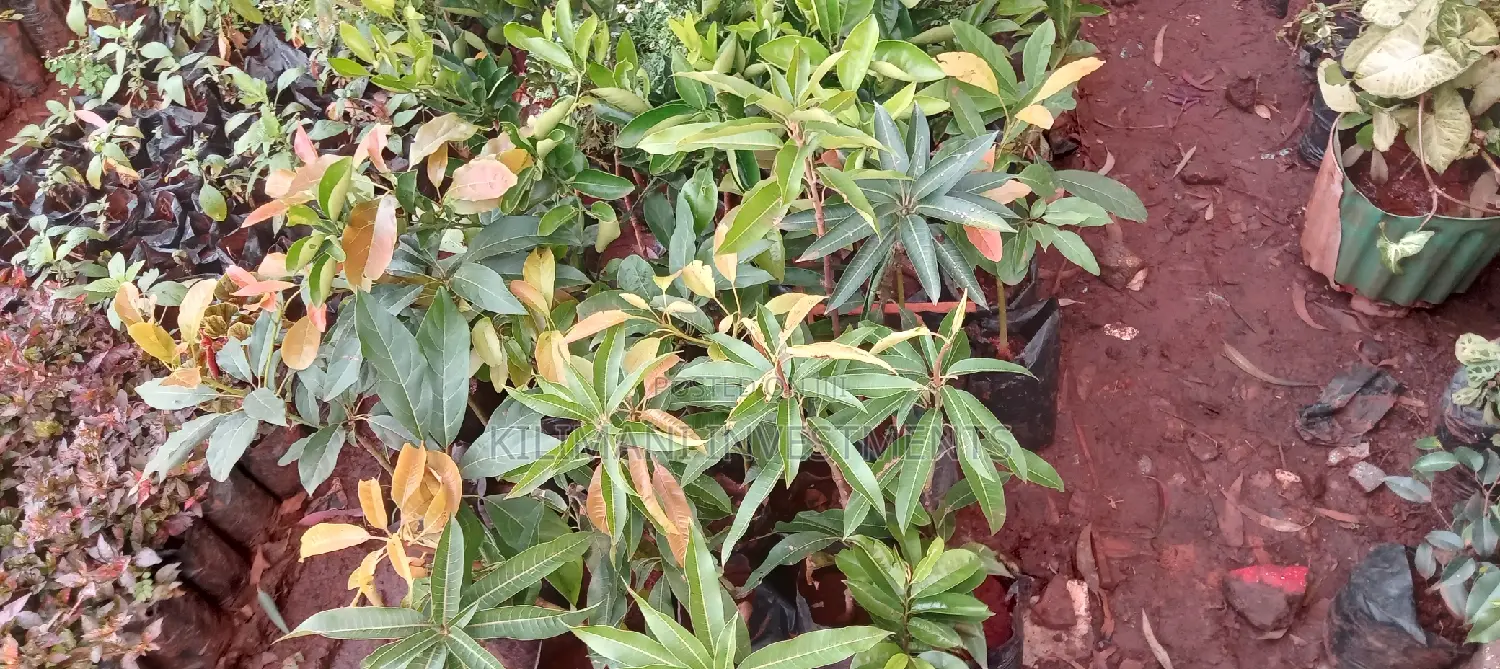 Seeds Grafted Fruit Seedlings All Varieties Along Ngong Road