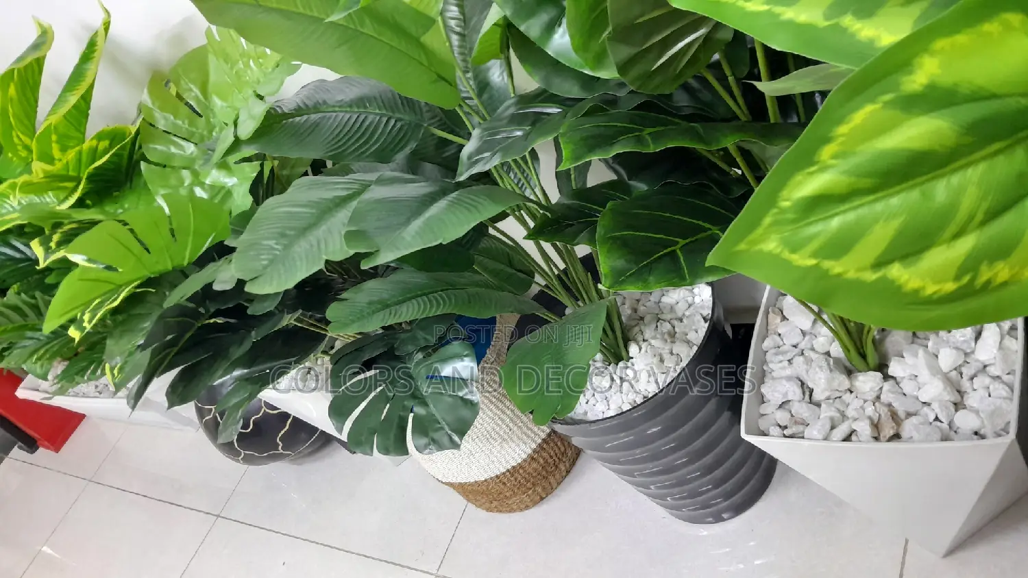 Plants and Vases Variety