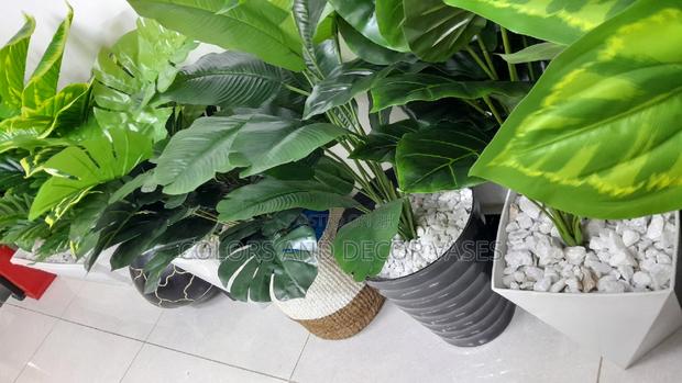 Plants and Vases Variety