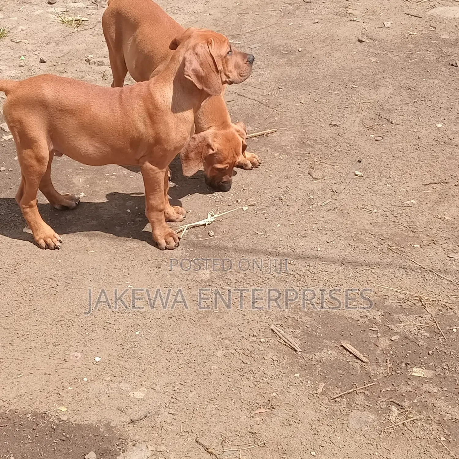 1-3 months Male Purebred Boerboel