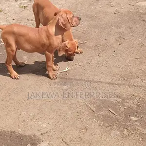 1-3 months Male Purebred Boerboel