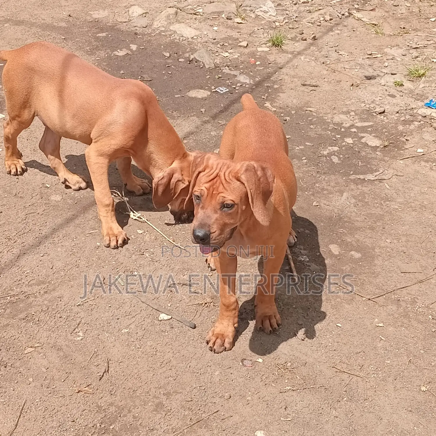 1-3 months Female Purebred Boerboel