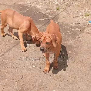 1-3 months Female Purebred Boerboel