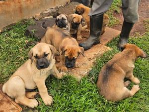 1-3 months Male Purebred Boerboel - thumbnail 2