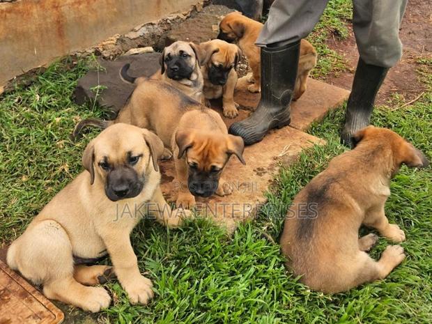 1-3 months Male Purebred Boerboel - main view