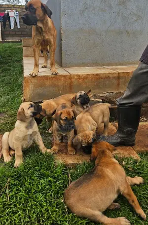 1-3 months Female Purebred Boerboel