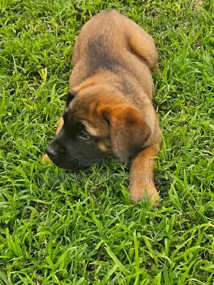 1-3 months Male Purebred Boerboel