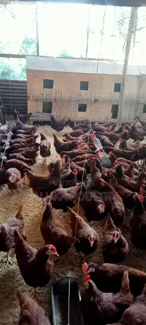 Active Layer Chicken