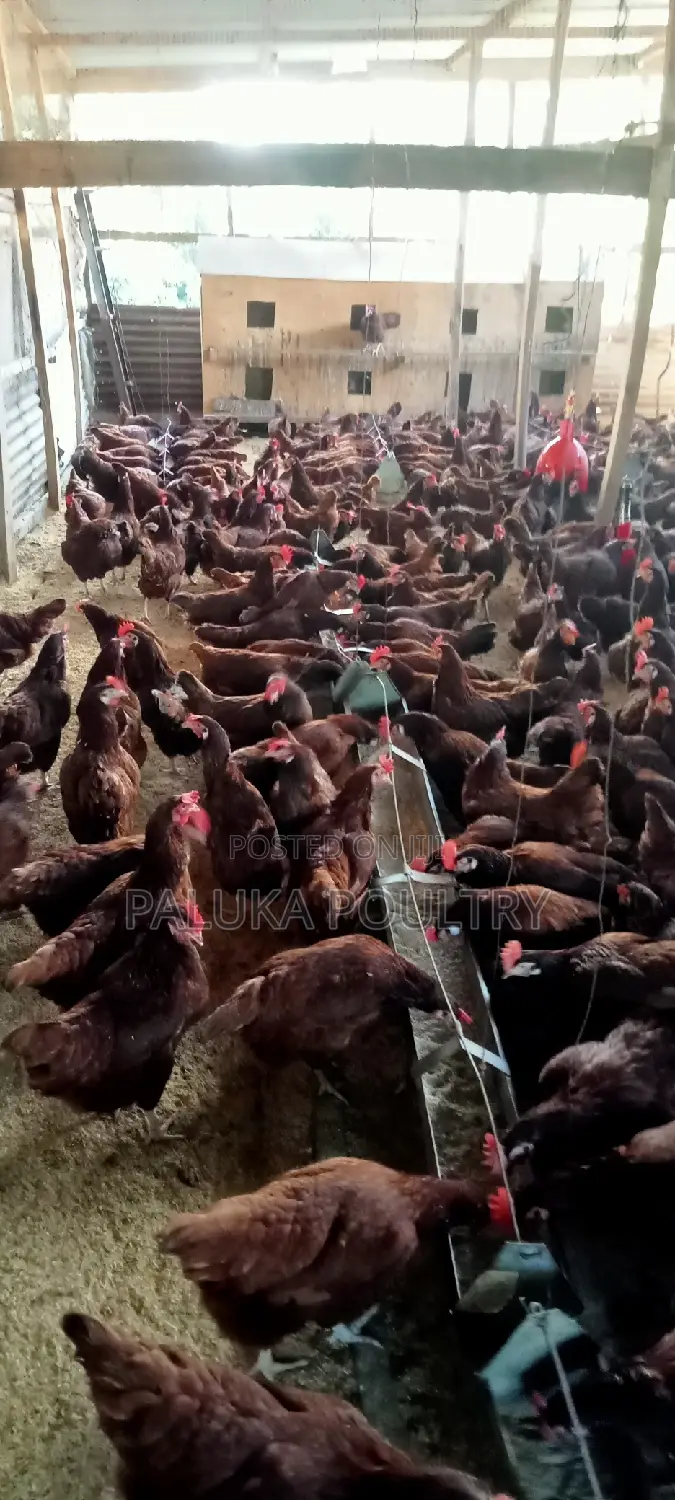 Active Layer Chicken
