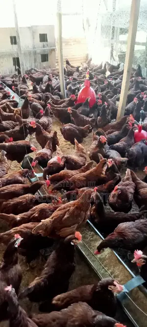 Active Layer Chicken
