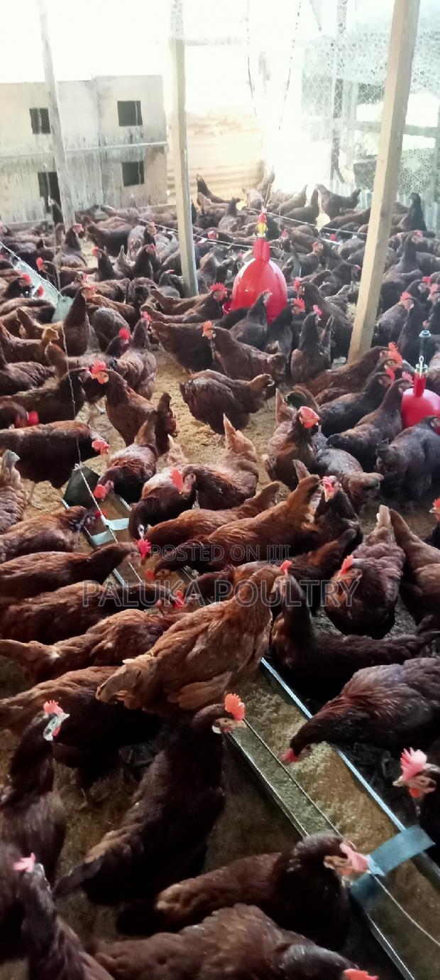 Active Layer Chicken - thumbnail 3