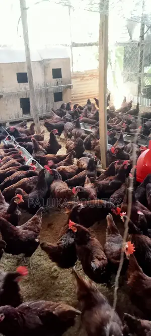 Active Layer Chicken