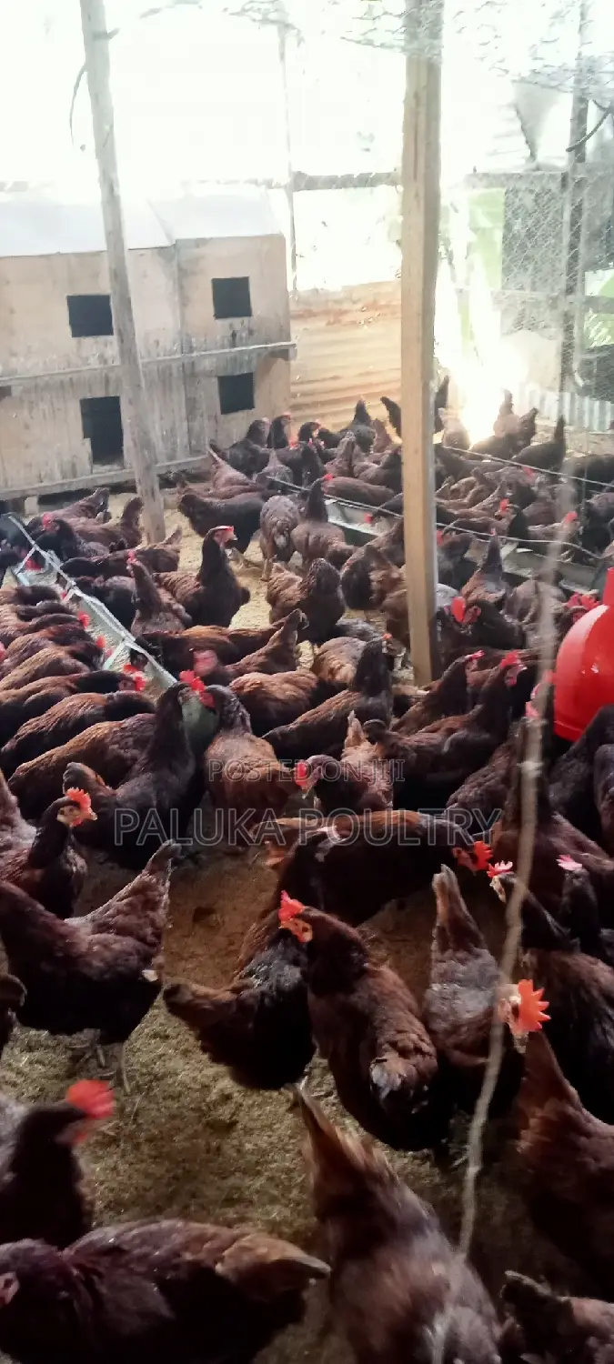 Active Layer Chicken