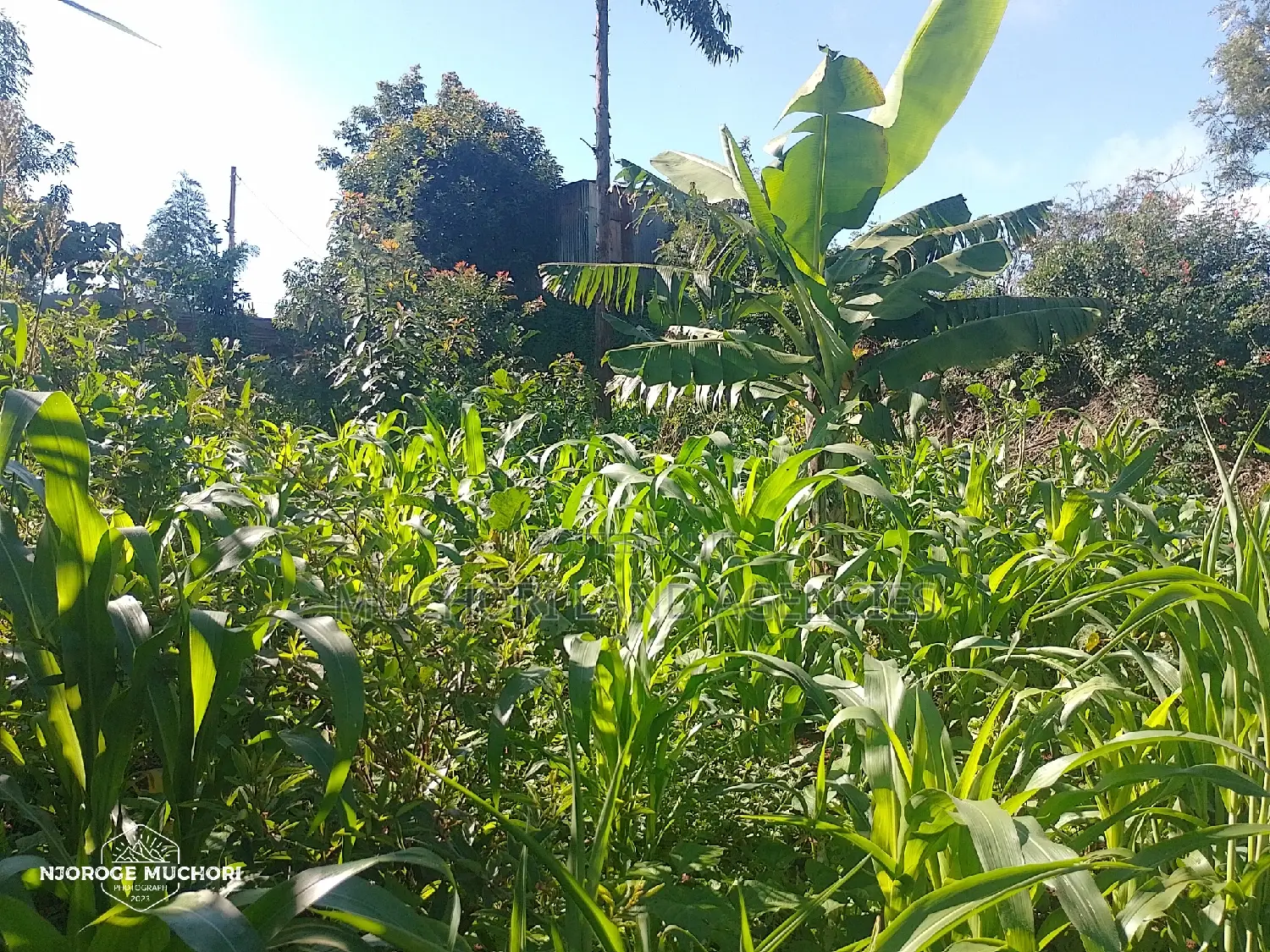1/2 Acre Kerwa