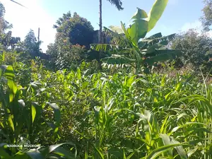 1/2 Acre Kerwa